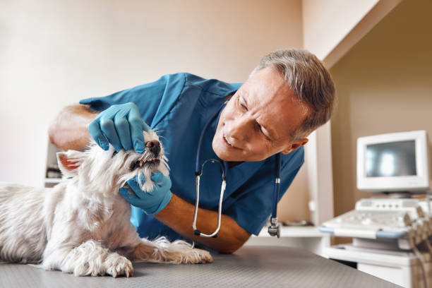 Best Emergency Denture Repair in Fayetteville, WV